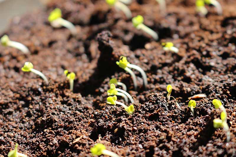 A close-up of tiny seedlings sprouting through the rich soil depicted in bright sunshine and fading to soft focus in the background.