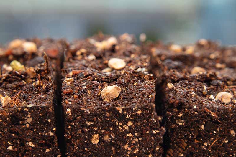 A close-up of seeds sown on the surface of the compressed soil and fading to soft focus in the background.