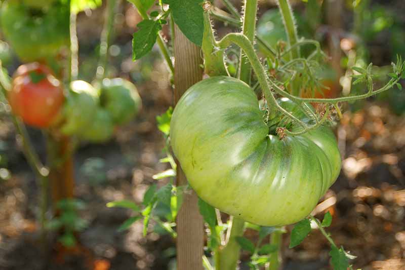 A close-up of a green tomato on the vine growing in the garden on a soft focus background.