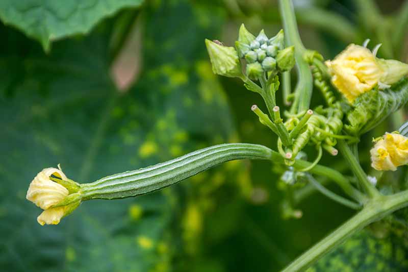 A close-up of a young loofah plant growing in the garden with yellow flowers and long green developing fruits on a green soft focus background.