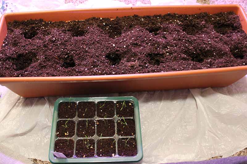A close-up of a long rectangular potting soil container with holes for planting seedlings. At the bottom of the frame is a seedling shell that is ready for transplanting.