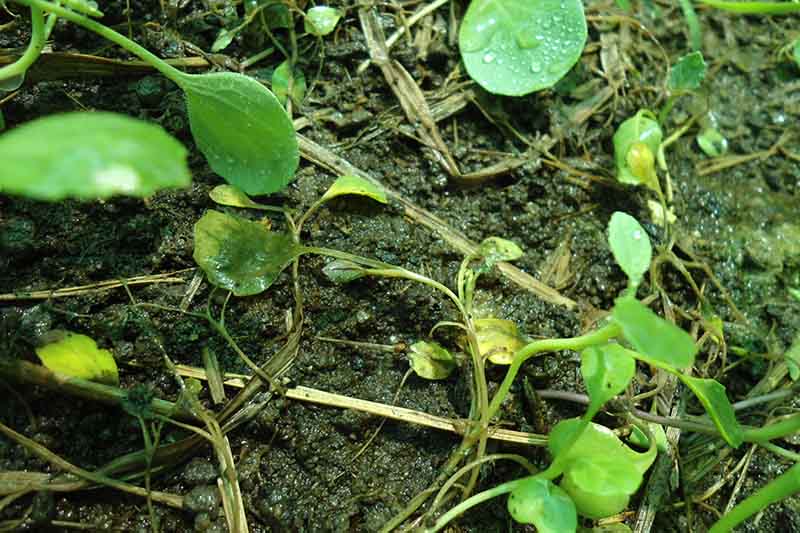 A close-up of seedlings affected by damping on a slimy soil background.