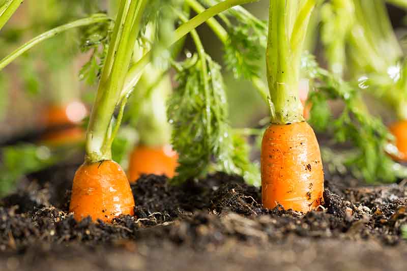 A close-up of carrots growing in rich soil with the tips of the orange roots visible above the ground and the green foliage softly focused.