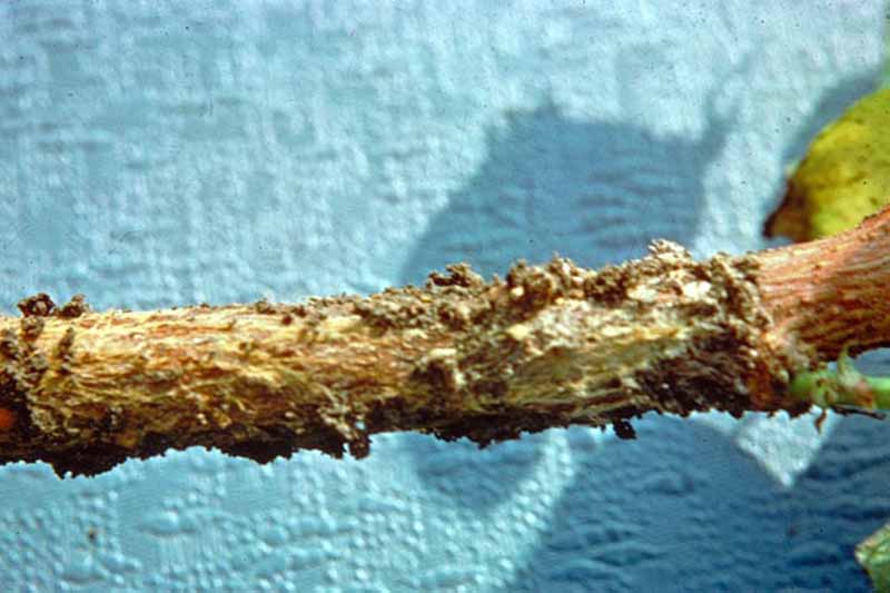 Phymatotrichum root rot (Phymatotrichopsis omnivora)