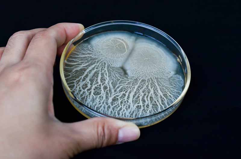 Biofungicide Bacillus subtilis, grown in a petri dish. A human hand holds the bowl to the camera. Black background.
