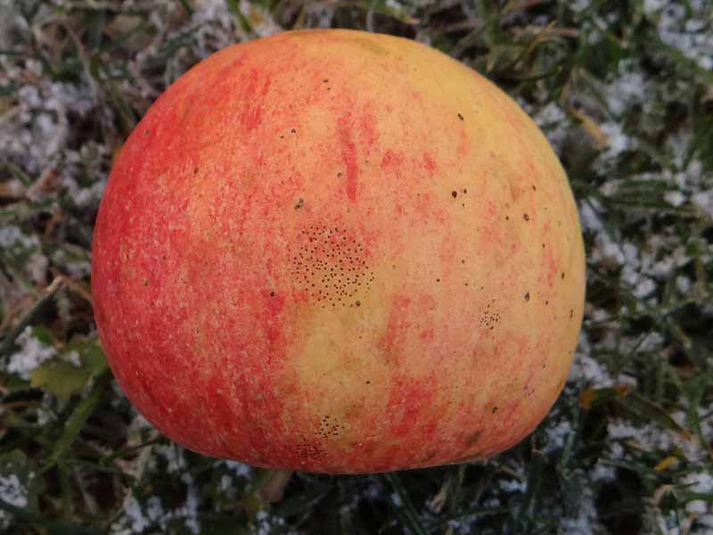 A close-up of an apple showing signs of fly stain.