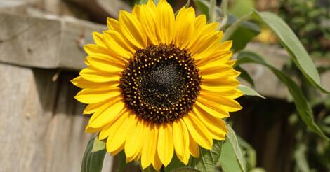 Peredovik sunflower seeds
