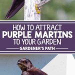 A collage of photos showing purple Martins.