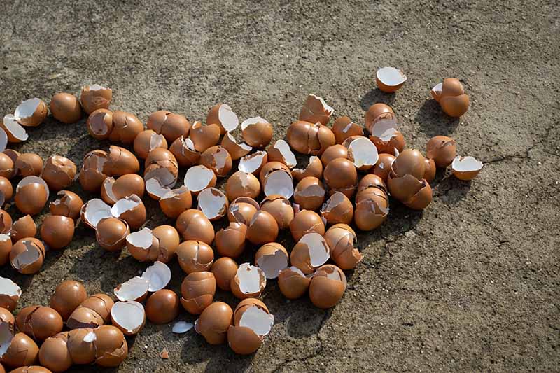 A close-up of a large number of egg shells on the floor after cleaning and drying, shown in bright sunshine.