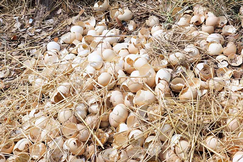 A close-up of a large number of discarded egg shells on the ground between straw, with fallen leaves in the background.