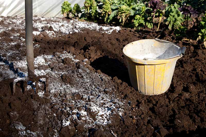 A close-up of a garden fork in a dark, rich garden soil, with a yellow bucket on the right, which spreads around a white fertilizer, shown in bright sunshine with vegetables in soft focus in the background.
