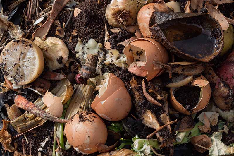 A close-up of the rotting food waste on a compost heap with dark soil in the background.