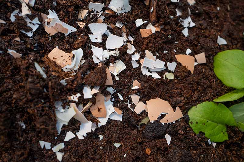 A close-up of dark, rich garden soil with buried shell fragments of eggs, depicted with a small green plant to the right of the frame that fades to soft focus in the background.