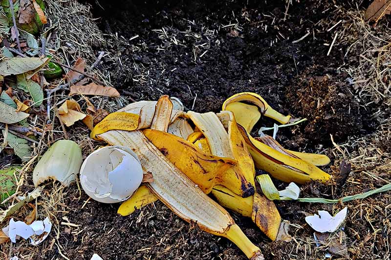 A closeup picture of a compost heap with various household food wastes, including banana peels, on a soft focus background.