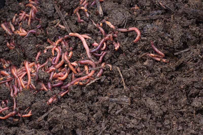 A close-up of a collection of earthworms in dark, rich, composted garden soil.