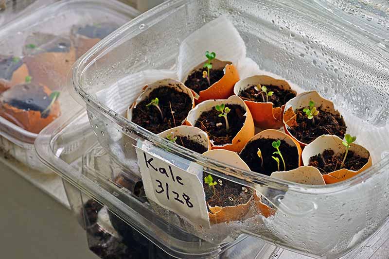 A close-up of a transparent plastic container with seedlings planted in the shells of used eggs, with a white label on the front, on a soft focus background.