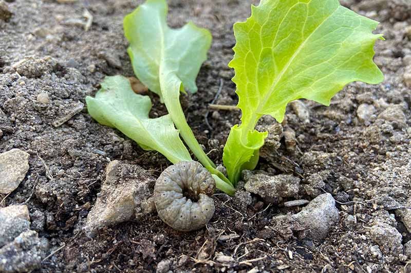 A close-up of a grub pest at the base of a lettuce plant that will dig in and damage the plant, on a soft focus background.