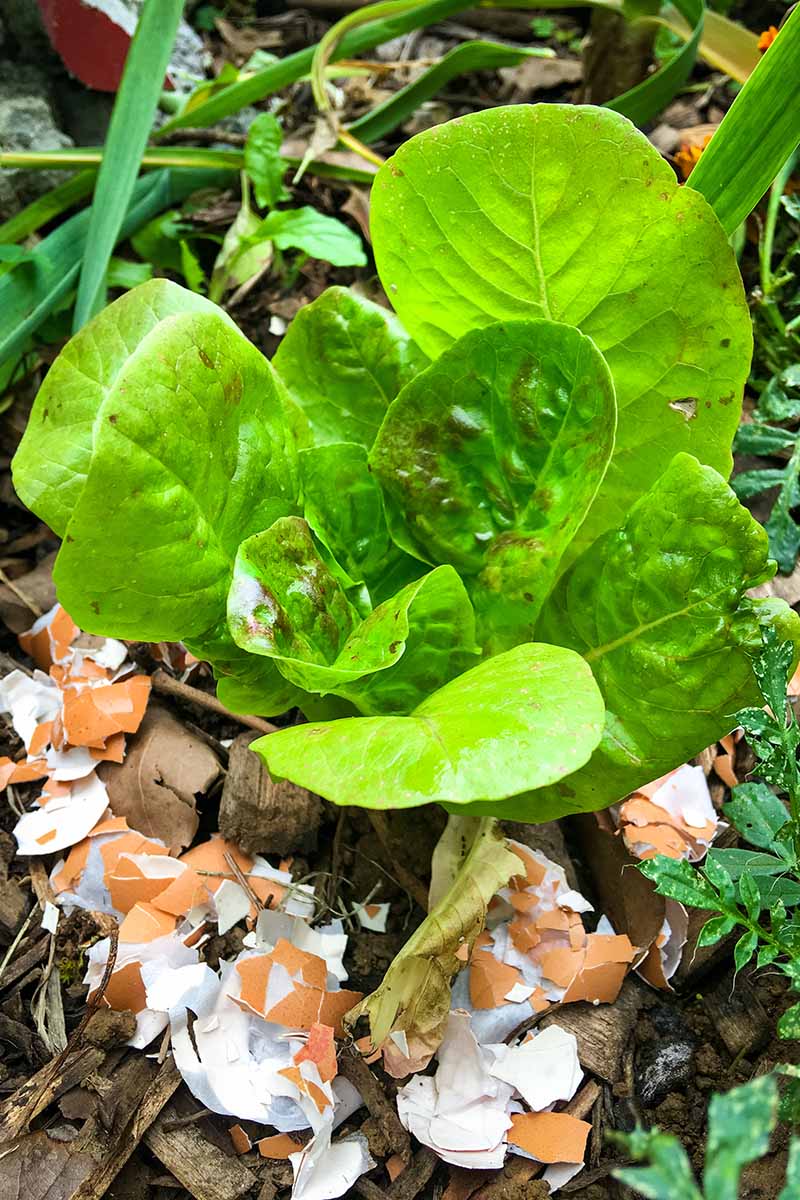 A vertical close-up picture of a small lettuce plant growing in the garden with eggshells laid as mulch around the base, surrounded by wood shavings that fade to soft focus in the background.