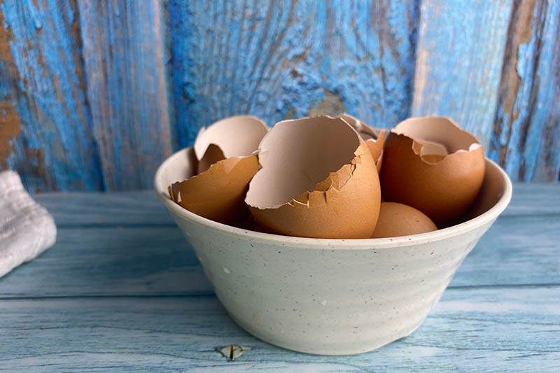 A close-up of a white ceramic bowl containing used egg shells that have been cleaned, placed on a blue wooden surface with a rustic blue wooden fence in the background in soft focus.