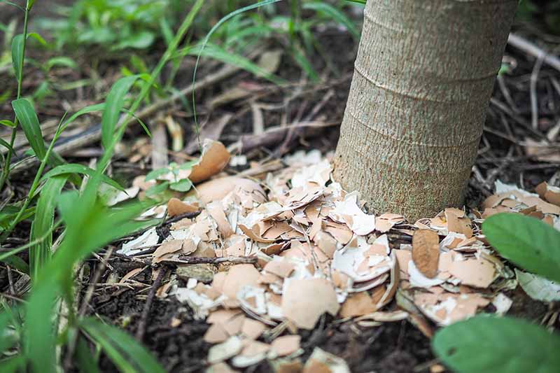 A close-up of the trunk of a tree with crushed eggshells laid as mulch around the base on the top of the ground, surrounded by green leaves and leaves that fade to soft focus in the background.