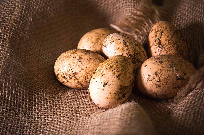 A close-up of a burlap sack with freshly collected eggs from backyard chickens, still with dirt on the outside, shown on a soft focus background.