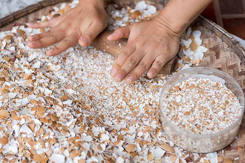 A close-up of two hands from the top of the frame using a rolling pin to crush and grind cleaned and dried egg shells on a wicker basket surface.