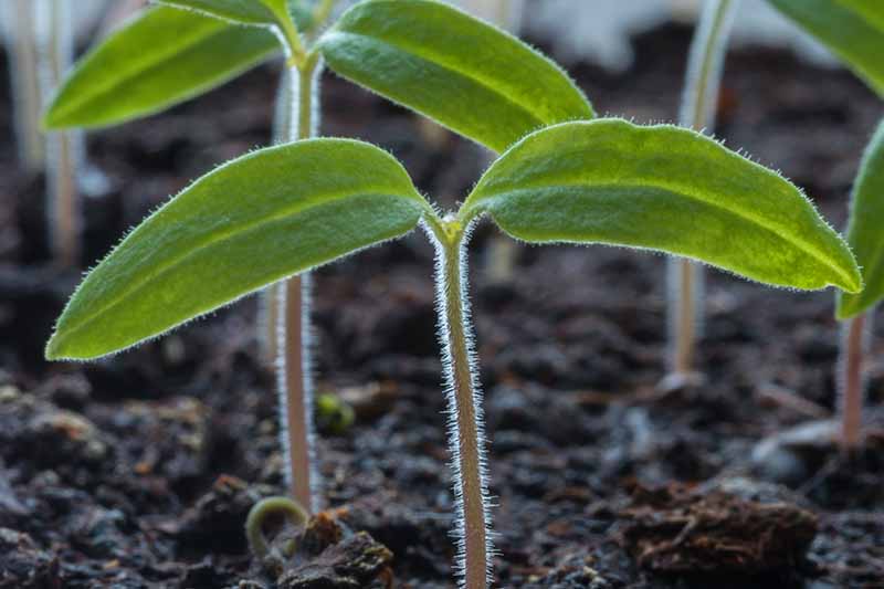 A close-up of tiny freshly sprouted seedlings with light fur covering the stems and soft green leaves, with dark earth in the soft focus in the background.