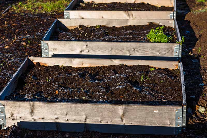 A set of three raised beds with freshly raked soil in bright sunshine in the late winter garden.
