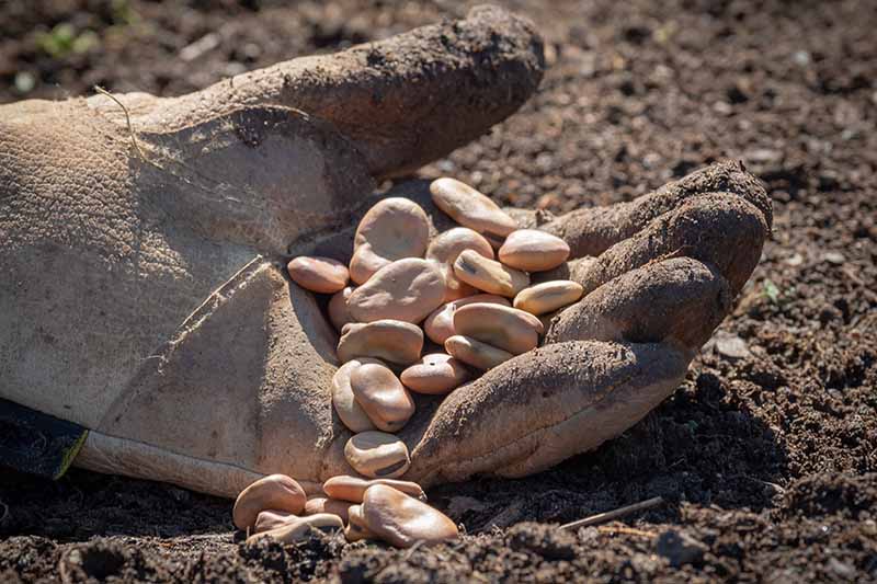 A close-up picture of a gloved hand holding some large seeds and resting on dark earth in bright sunshine.