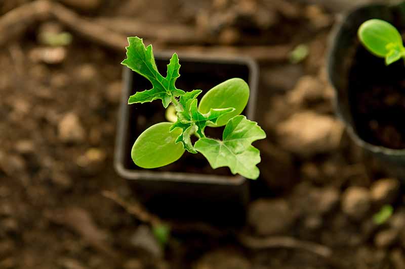 A close up top down image of a seedling in a small black plastic pot with soil in soft focus in the background.