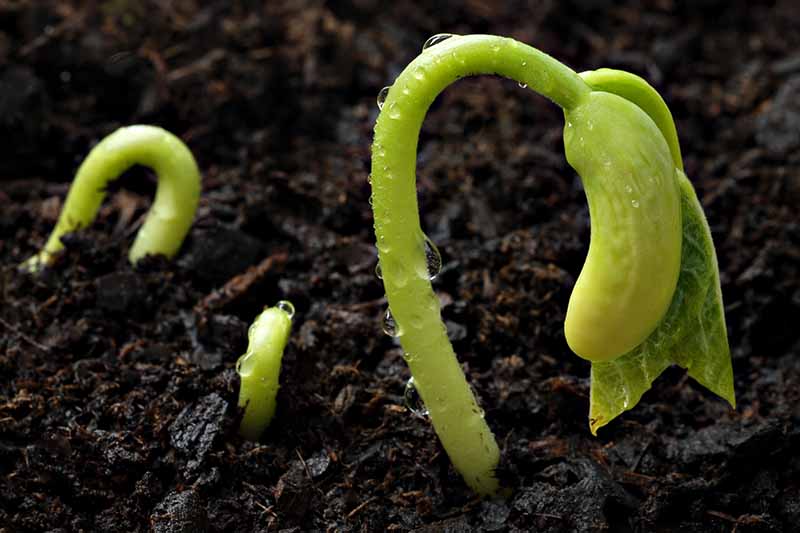 A close-up of tiny seedlings sprouting through dark, rich soil with drops of water on their tiny stems.