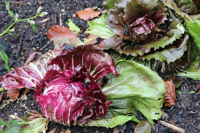A close-up of two Escarole plants with broad flat leaves that grow in the garden with moist soil and mulch that surrounds them.
