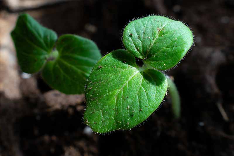 A close-up of a small green seedling in a pot, with light green leaves that contrast with the dark earth in the background.