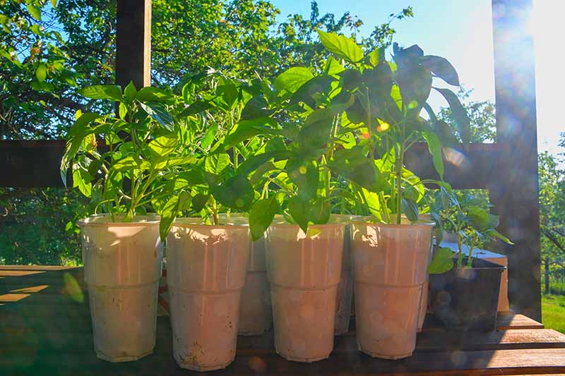 A close-up of a variety of seedlings growing in pots on a sunny deck shelf in bright sunshine with trees and a blue sky in the background.