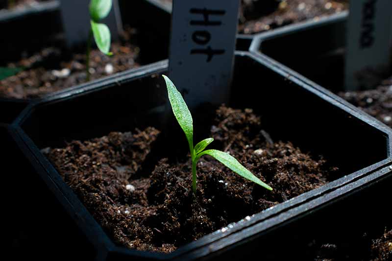 A close-up of a pepper seedling in a small plastic pot that is planted in rich dark soil.