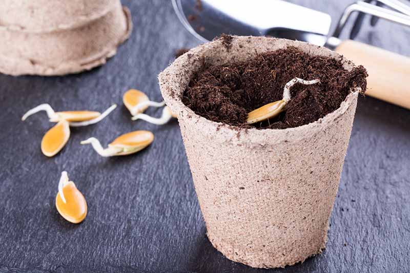 A close-up of a small biodegradable starter pot filled with rich soil and a small seed placed on top. To the left of it there are further seeds and pots in the background in the soft focus on a gray surface.