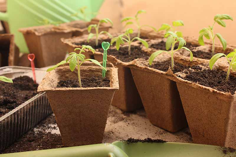 A close-up of seed pots, each with tiny tomato seedlings that are just beginning to sprout and fade into soft focus in the background.
