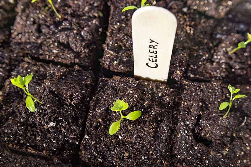 A close-up top down view of celery seedlings growing in compressed soil with a white plant marker.