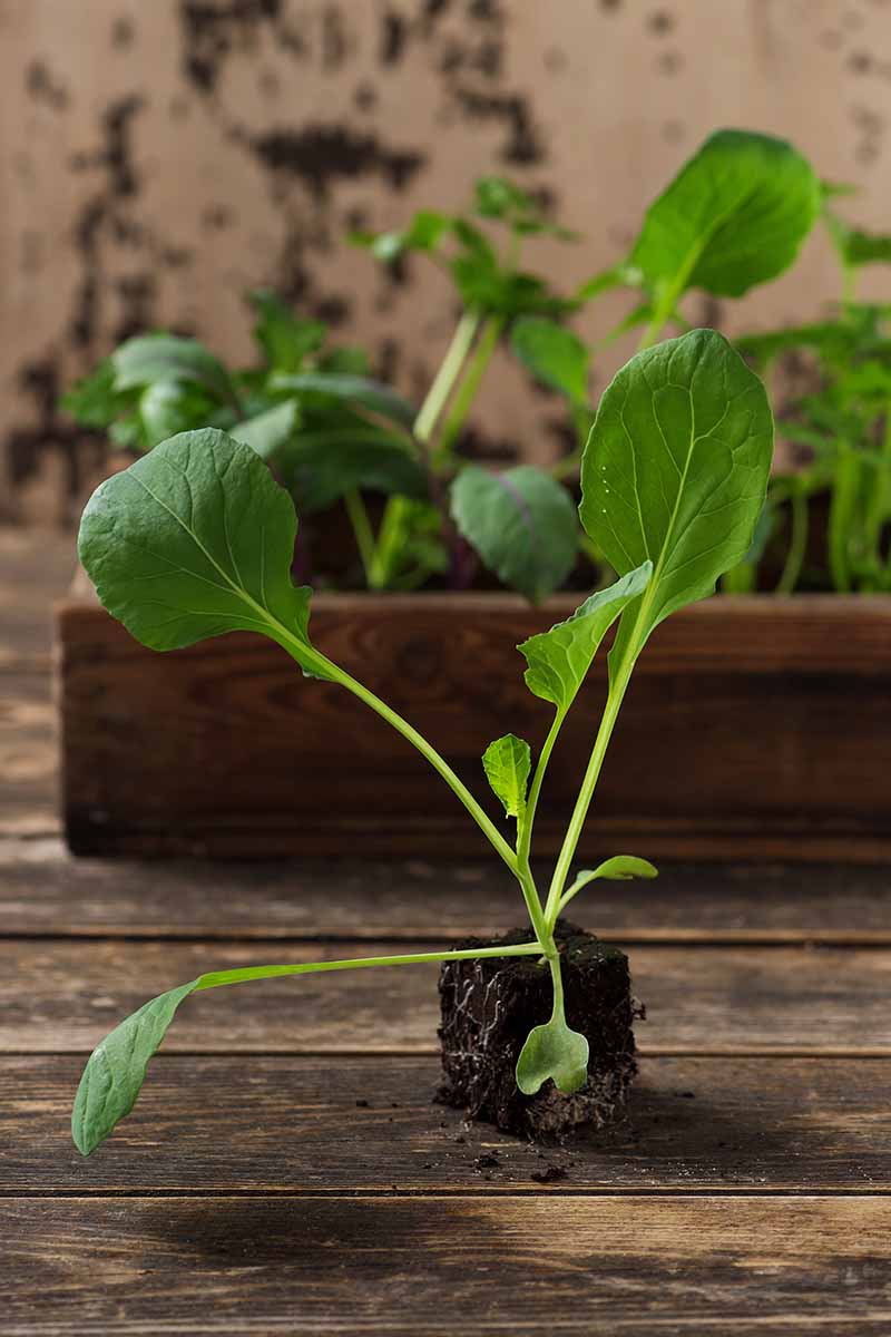 A vertical image of a seedling that has been removed from a starter and placed on a wooden surface, showing the root ball and the dark ground. In the background is a wooden container in soft focus.