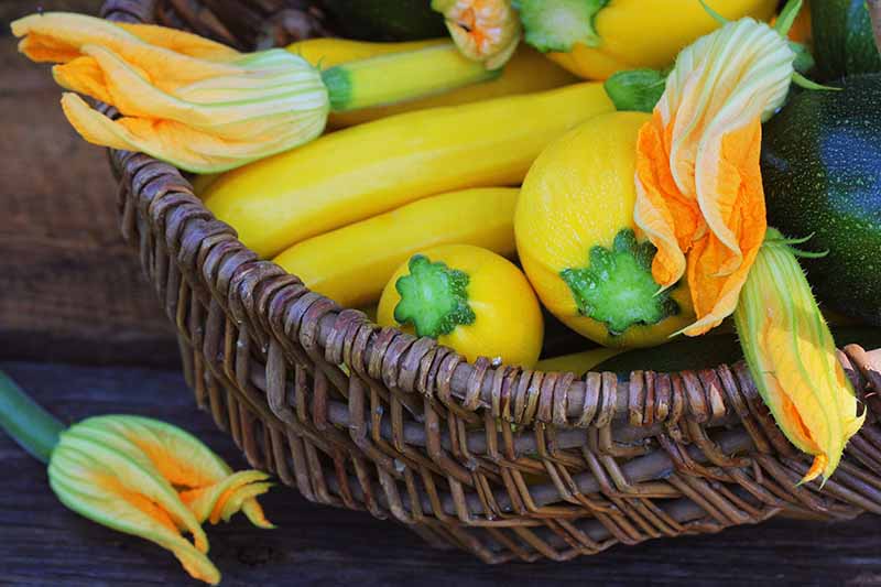 A brown wicker basket containing a fresh crop of yellow zucchini placed on a wooden surface.
