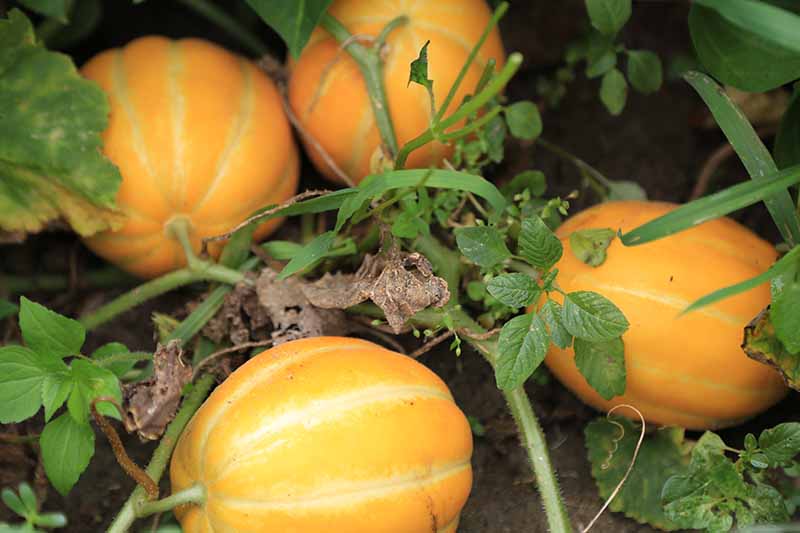 A close-up of the bright orange pumpkin that ripens on the vine in the garden and fades into soft focus in the background.