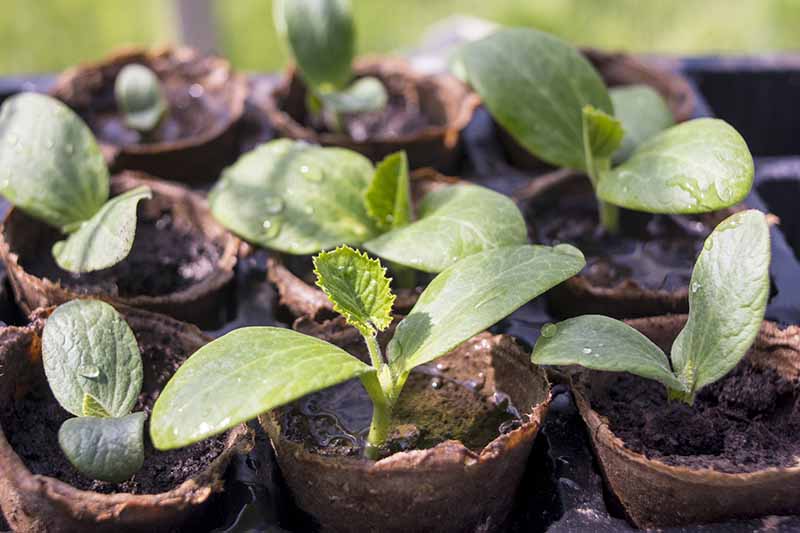 A close-up of seedlings growing in small biodegradable pots with drops of water on the top of the soil and leaves and fading to soft focus in the background.