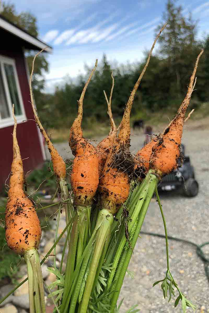 A vertical image of freshly harvested carrots with slightly deformed roots, covered with soil and with green foliage attached to them. In the background is blue sky and a house and a car in soft focus.