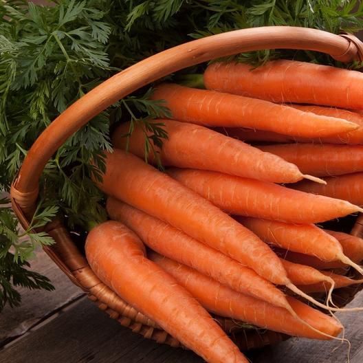 A close-up of a basket with the carrot variety & # 39; Danvers 126 & # 39; whose orange roots have been cleaned and the leaves are still attached.