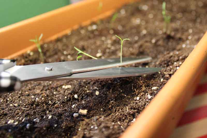 A close-up of the scissors from the left side of the frame that cuts small seedlings that grow in a long rectangular container.