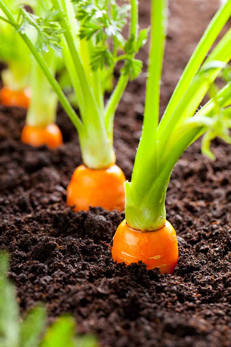 A vertical image of carrots growing in dark, rich soil with the tops of the orange roots just visible and green foliage fading to blur in the background.