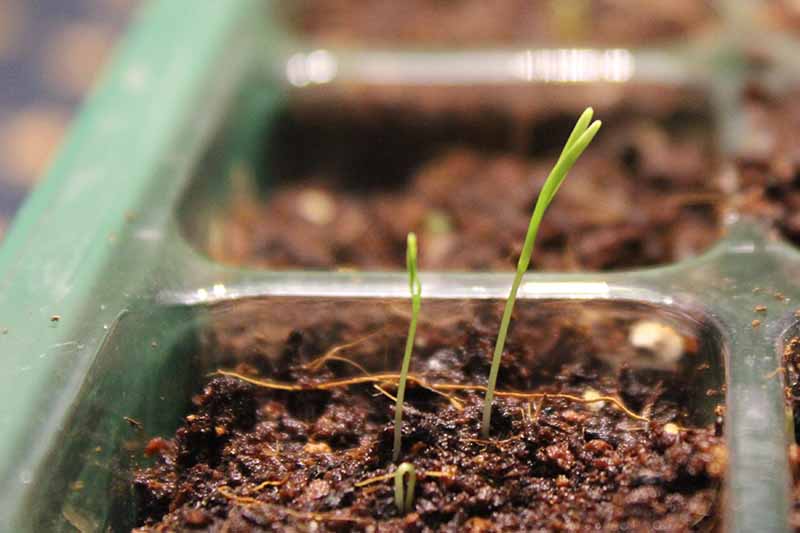 A close-up of seedlings in a bowl that just emerges through the ground on a soft focus background.