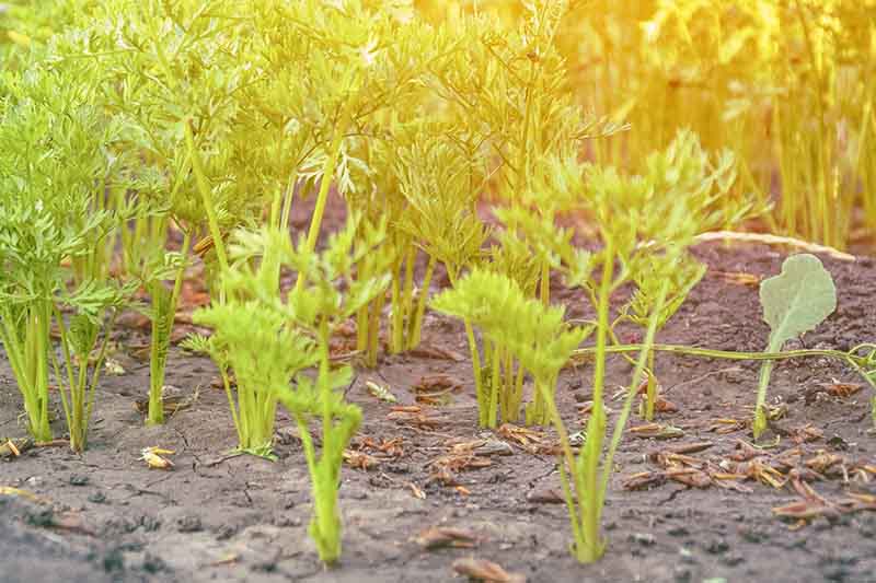 A close-up of the green foliage of young carrot seedlings growing in the garden in bright sunshine and fading to soft focus in the background.