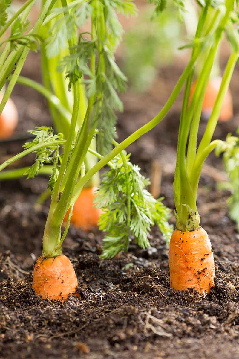 A vertical close-up picture of carrots ready for harvest. The orange roots push through the ground with green foliage in the background.