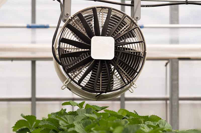 A close-up of a fan installed above crops in a greenhouse to ensure airflow. The background is soft focus windows.